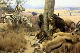 Atlas of Landscapes in a Room