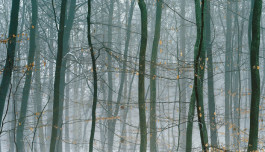 Atlas of Landscapes in a Room