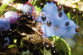 Atlas of Landscapes in a Room