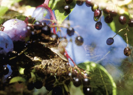 Atlas of Landscapes in a Room