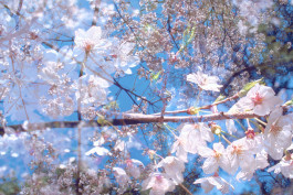 Atlas of Landscapes in a Room