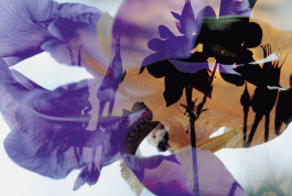 Atlas of Landscapes in a Room