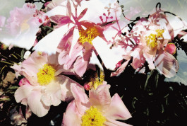 Atlas of Landscapes in a Room