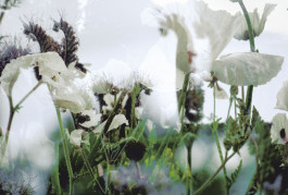 Atlas of Landscapes in a Room