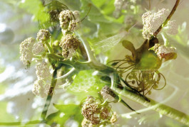 Atlas of Landscapes in a Room