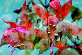 Atlas of Landscapes in a Room