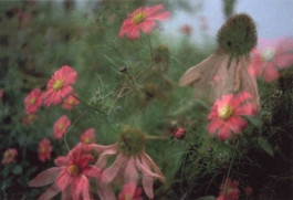 Atlas of Landscapes in a Room