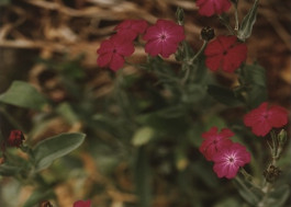 Atlas of Landscapes in a Room