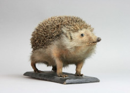 Atlas of Landscapes in a Room