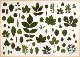 Atlas of Landscapes in a Room