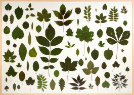 Atlas of Landscapes in a Room