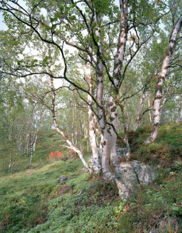 Atlas of Landscapes in a Room