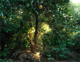 Atlas of Landscapes in a Room