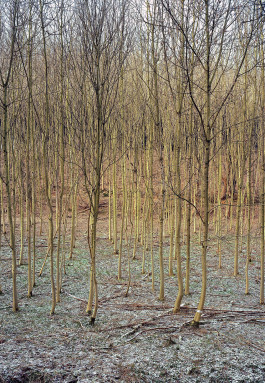 Atlas of Landscapes in a Room