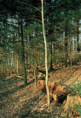 Atlas of Landscapes in a Room