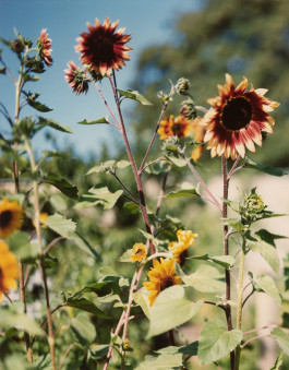 Atlas of Landscapes in a Room