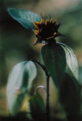 Atlas of Landscapes in a Room