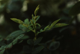 Atlas of Landscapes in a Room