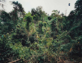 Atlas of Landscapes in a Room