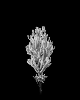 Atlas of Landscapes in a Room