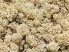 Atlas of Landscapes in a Room