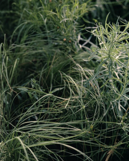 Atlas of Landscapes in a Room