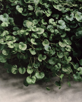 Atlas of Landscapes in a Room