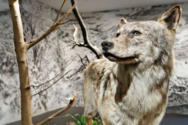 Atlas of Landscapes in a Room