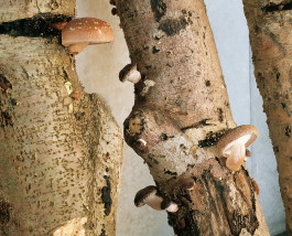 Atlas of Landscapes in a Room