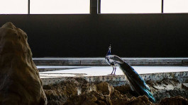 Atlas of Landscapes in a Room