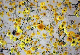 Atlas of Landscapes in a Room