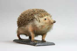 Atlas of Landscapes in a Room