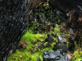 Atlas of Landscapes in a Room